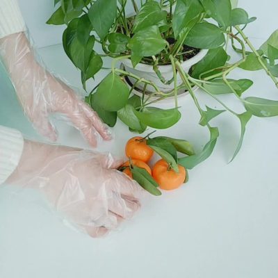 Transparent HDPE LDPE plastic gloves (5)